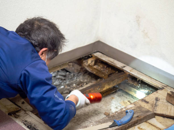 Professional Mold Removal in Falkville, AL