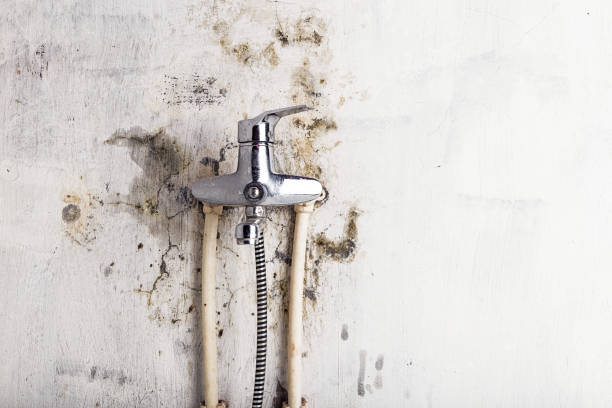 Home Mold Removal in Falkville, AL