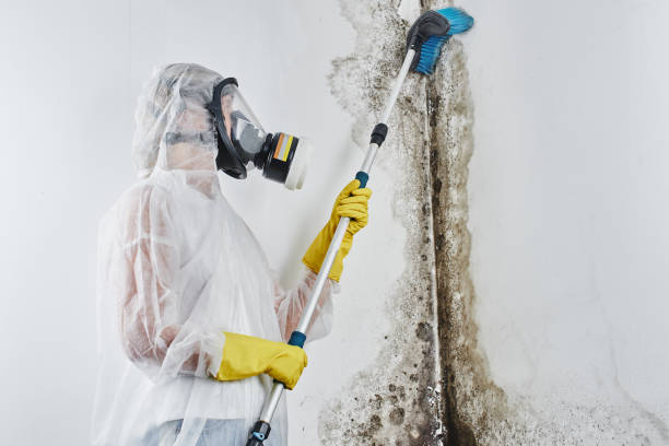 Best Attic Mold Removal  in Fkville, AL