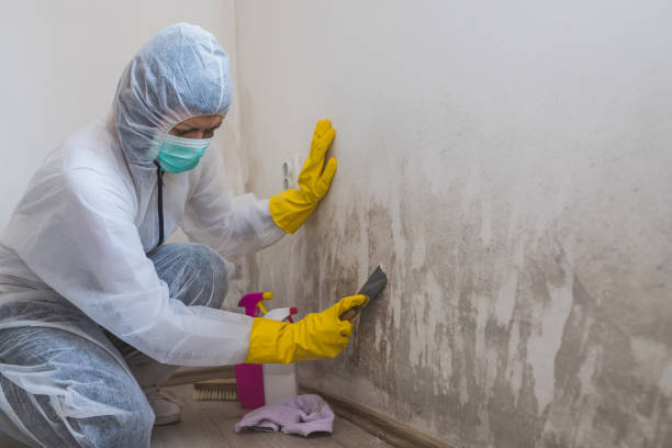 Best Professional Mold Removal  in Fkville, AL