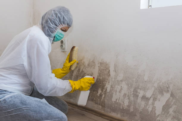 Best Mold Testing  in Fkville, AL