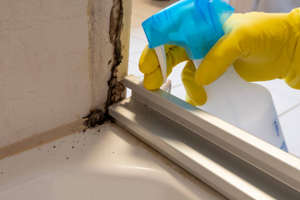 Best Home Mold Removal  in Fkville, AL