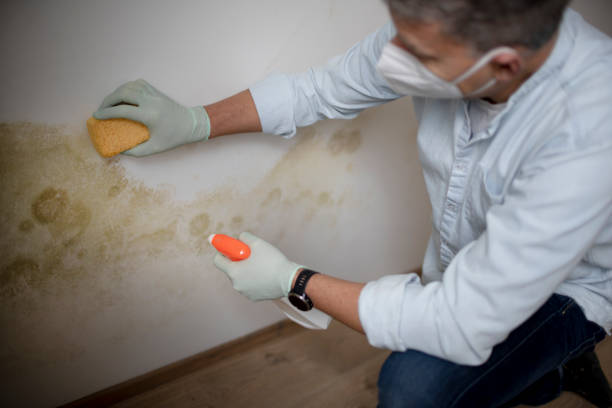 Best Mold Inspection  in Fkville, AL