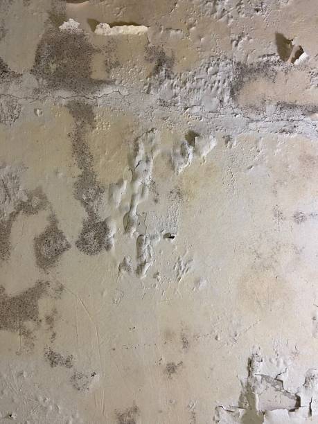 Best Toxic Mold Removal  in Fkville, AL