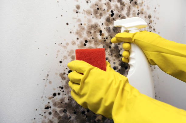 Best Affordable Mold Removal  in Fkville, AL