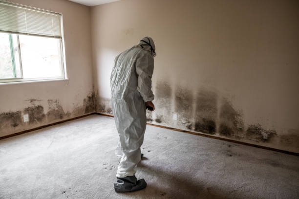 Best Local Mold Removal Service  in Fkville, AL