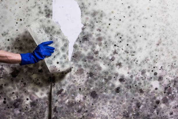 Best Mold Damage Repair  in Fkville, AL