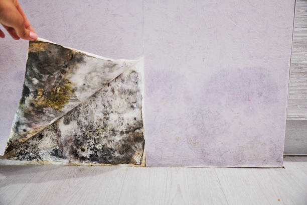 Best Emergency Mold Removal  in Fkville, AL